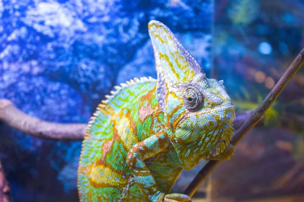 Chameleon Lizard Reptile Zoo — Stock Photo, Image