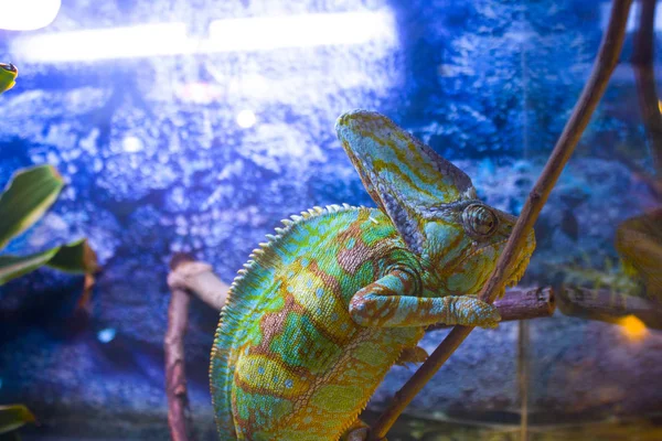 Chameleon Lizard Reptile Zoo — Stock Photo, Image