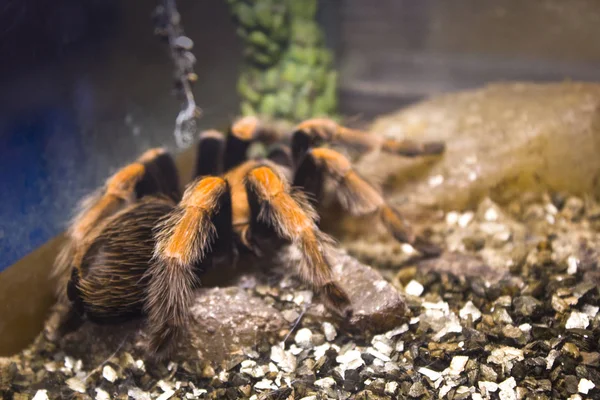 Pajęczak Big Spider Owadów — Zdjęcie stockowe