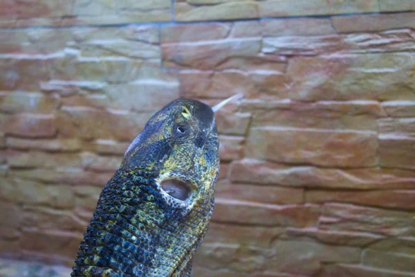 Jaszczurka Iguana Gecko Zoo — Zdjęcie stockowe