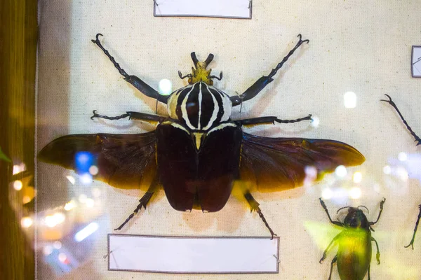 大きなカブトムシ昆虫昆虫学 — ストック写真