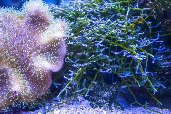 Anêmonas Recife Coral Subaquático Closeup — Fotografia de Stock