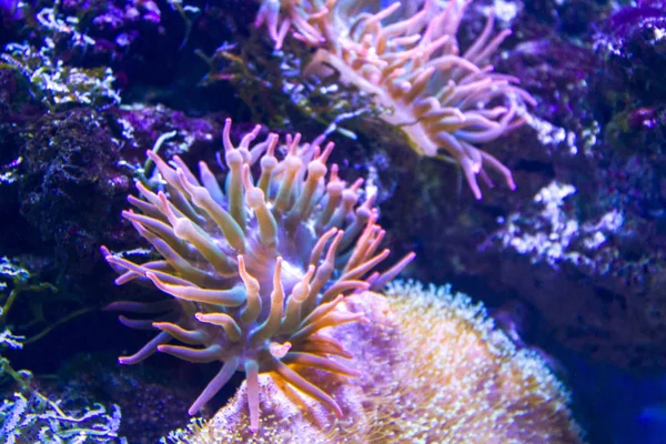 Anêmonas Recife Coral Subaquático Closeup — Fotografia de Stock