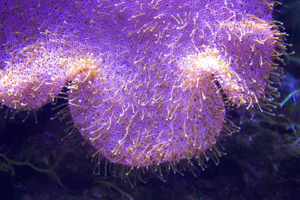 Anêmonas Recife Coral Subaquático Closeup — Fotografia de Stock