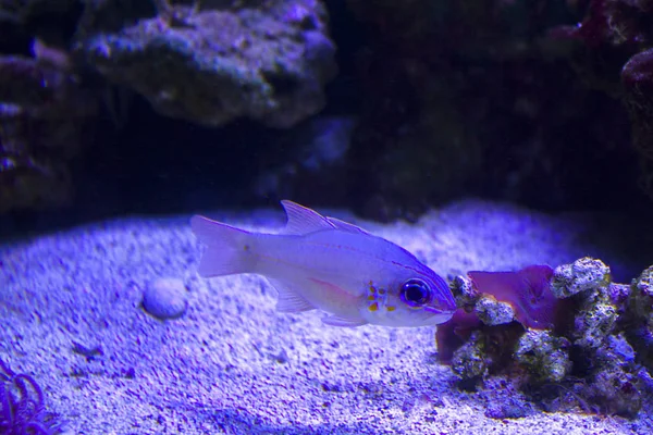 Piccolo Acquario Pesci Oceano — Foto Stock