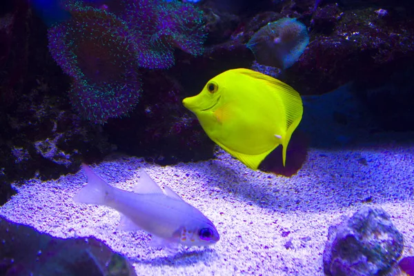 Espiga Amarilla Zebrasoma Flavescens Mar Pescado Amarillo — Foto de Stock