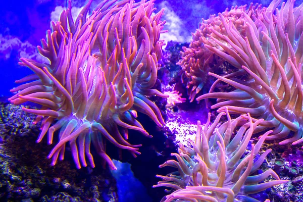 Anemones Coral Reef Underwater Closeup — Stock Photo, Image