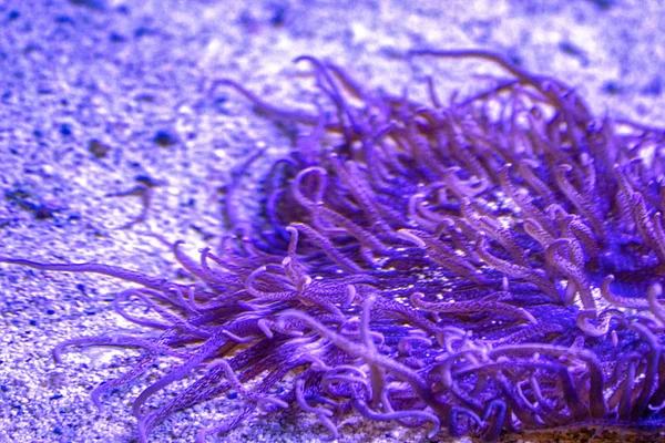 pembe anemon dokunaçları sualtı closeup 