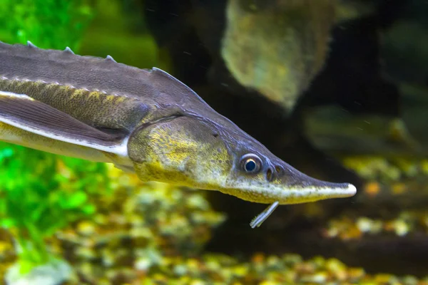 철갑상어 물고기 — 스톡 사진