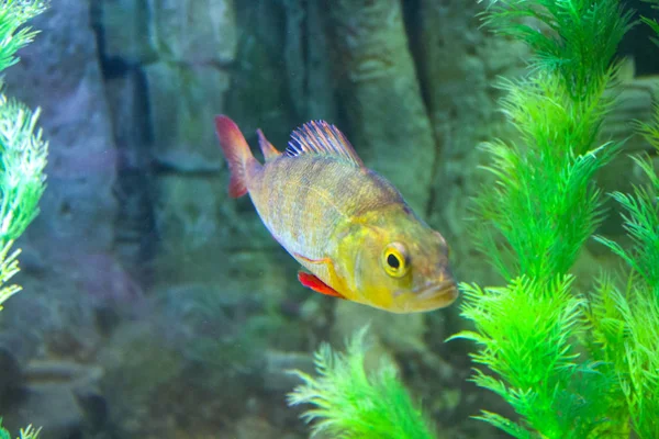 Pequeño Pez Perca Acuario Submarino — Foto de Stock