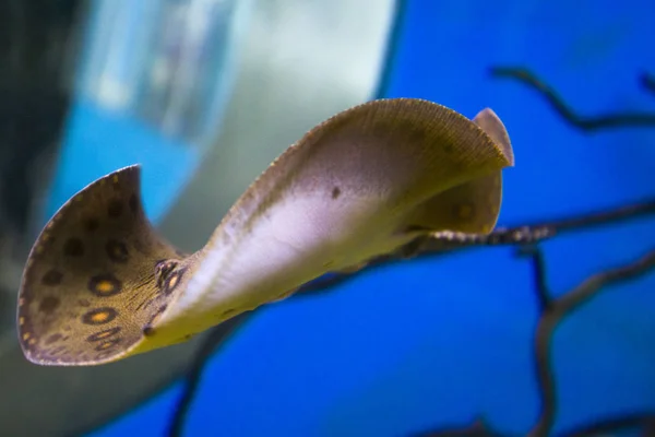 Ocean Stingray Kramp Fish Reef Akvarium — Stockfoto