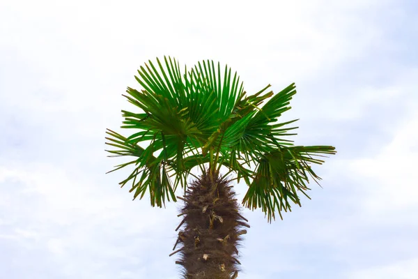 Grande Palmeira Natureza — Fotografia de Stock
