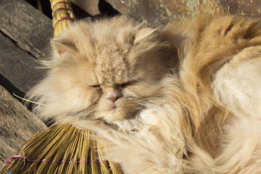 kabarık turuncu farsça kedi süpürge üzerinde uyku