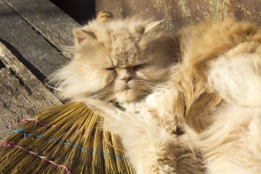 kabarık turuncu farsça kedi süpürge üzerinde uyku