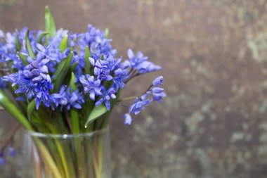 vazo bahar çiçek mavi kardelen