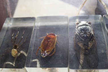 Entomoloji koleksiyonu böcekler böcekler