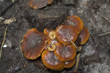  Tatlım agaric mantar doğa