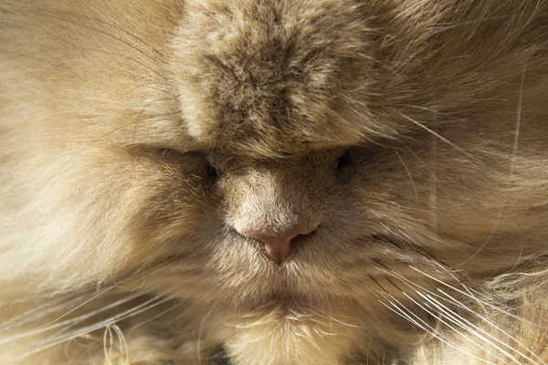 Hocico Naranja Esponjoso Gato Persa — Foto de Stock