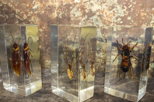 entomology collection insects beetles