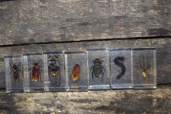 Colección Entomología Insectos Escarabajos — Foto de Stock