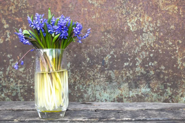 Jarní Květiny Modrá Sněžnice Vázu — Stock fotografie