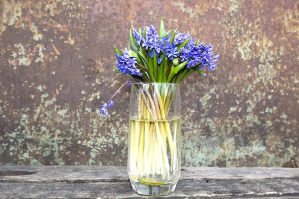 Jarní Květiny Modrá Sněžnice Vázu — Stock fotografie