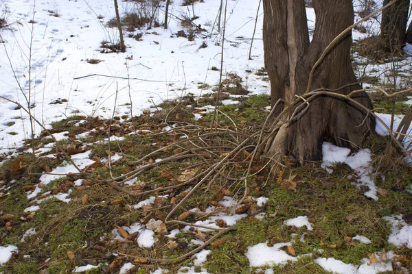 Winter Wald Bäume Natur — Stockfoto