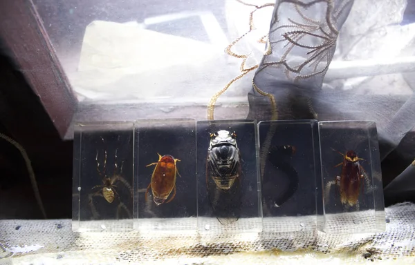 Colección Entomología Insectos Escarabajos — Foto de Stock