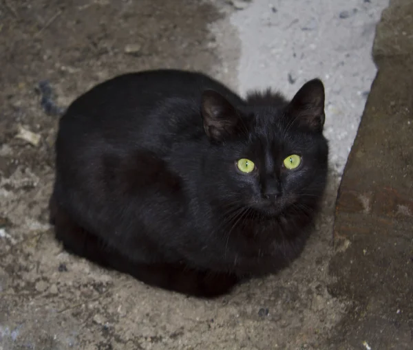 宠物黑猫动物 — 图库照片