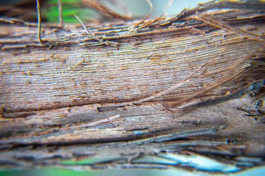 Üzümün gövdesi çok eksiksiz..