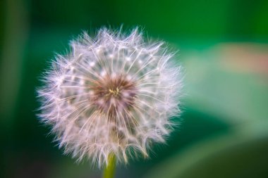 Kapalı büyük karahindiba tohumları, doğa arka planı