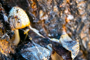 Devrilen bir ağacın gövdesinde yakın plan mantarlar.