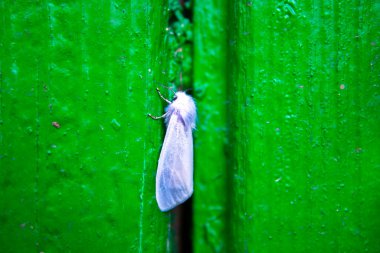 Yeşil tahta üzerinde beyaz güve yakın plan