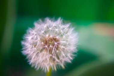 Kapalı büyük karahindiba tohumları, doğa arka planı
