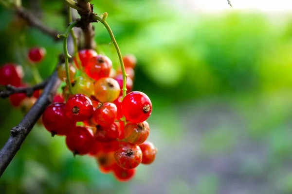 fresh currant red berries in the garden.  Red currants. Juicy ripe berries of a red currant on a bush. Garden berries background