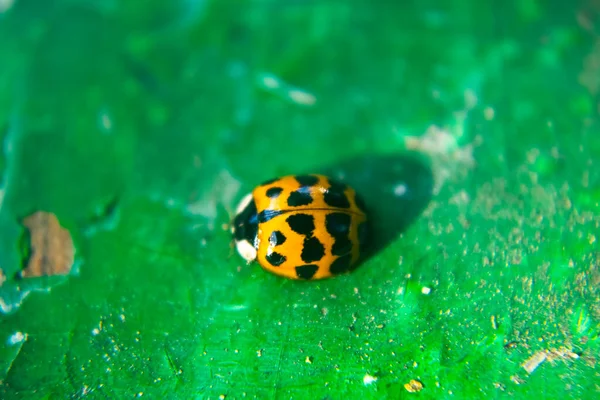 Primer Plano Ledybug Sobre Fondo Verde — Foto de Stock