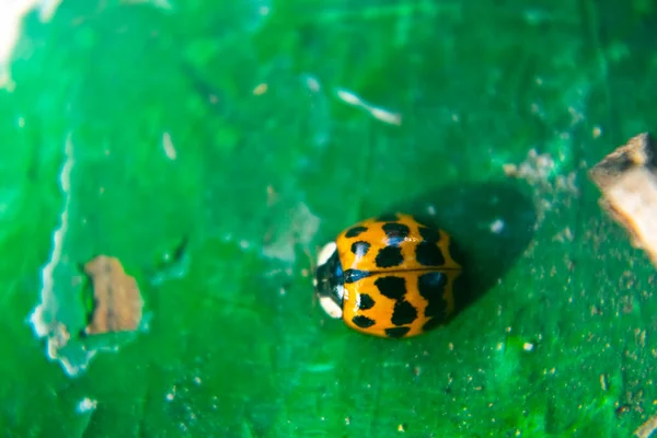 Primer Plano Ledybug Sobre Fondo Verde — Foto de Stock