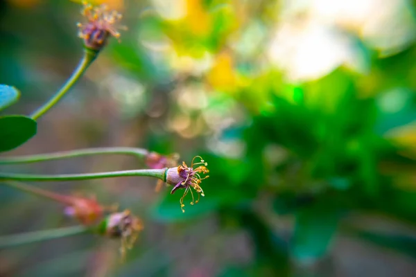 春の庭で野生の桜の緑の果実 — ストック写真