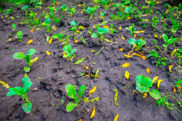 Seedlings Plantation Field Grow Gardening — Stock Photo, Image