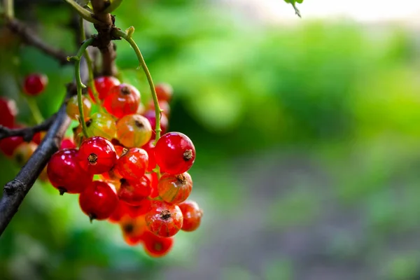 fresh currant red berries in the garden.  Red currants. Juicy ripe berries of a red currant on a bush. Garden berries background