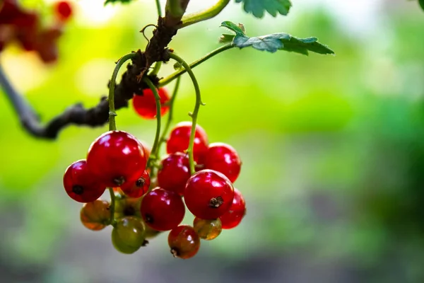 fresh currant red berries in the garden.  Red currants. Juicy ripe berries of a red currant on a bush. Garden berries background
