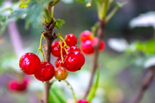 Baru Kismis Beri Merah Kebun Sayatan Merah Beri Matang Juicy — Stok Foto
