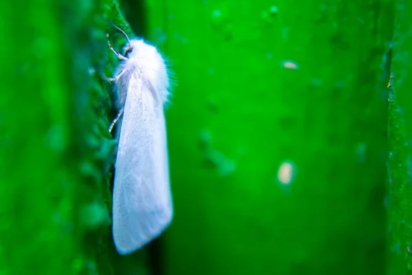 Closeup White Moth Green Board — Stock Photo, Image