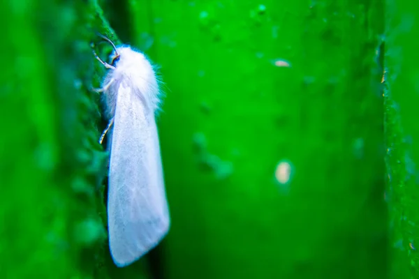 Closeup White Moth Green Board — Stock Photo, Image