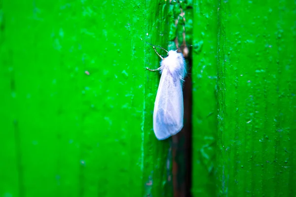 closeup white moth on green board