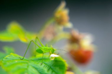 Küçük yeşil çekirge yeşil yapraklı kırmızı bir ahududu üzerine oturur.