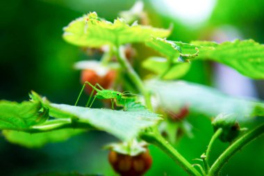 Küçük yeşil çekirge yeşil yapraklı kırmızı bir ahududu üzerine oturur.
