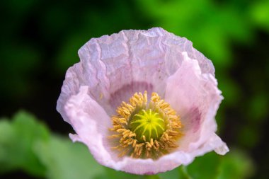 Bahçede yakın plan pembe haşhaş çiçeği