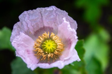 Bahçede yakın plan pembe haşhaş çiçeği