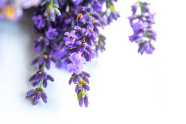 Beyaz arka planda izole edilmiş güzel lavanta buketi, üst manzara